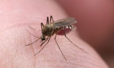 Zanzare localizzate, zanzare evitate: arriva la mApp antipunture
