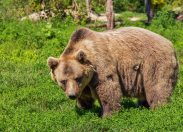 L'orso che passeggia in città: avvistamenti in provincia di Udine