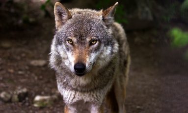 Bracconieri di Stato, la strage dei lupi è legge