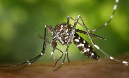 Chikungunya, l'esperto: non bisogna fare allarmismi