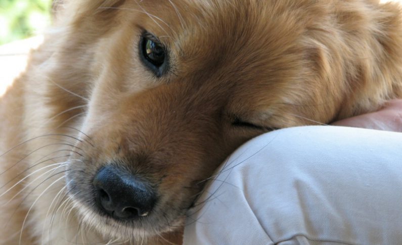 Pet therapy, guarigioni e business: i dubbi sugli “emotional support”