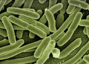 Allerta infezione: agente patogeno Candida Auris resiste agli antibiotici