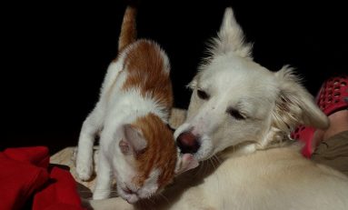 Cani e gatti a rischio covid: ecco i sintomi da non sottovalutare